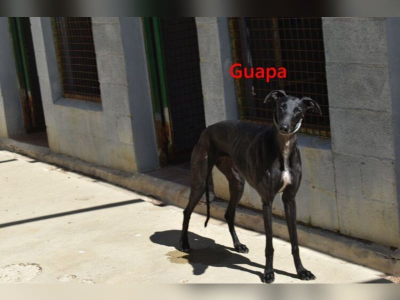 Guapa geb. 03/2024 (ESP) - soziale, wunderschöne Galga sucht Pflegestelle oder Zuhause!