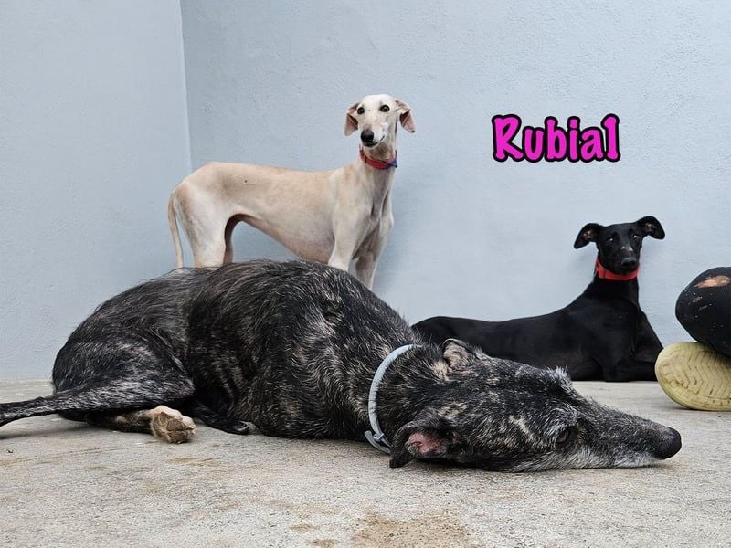 Rubia1 geb. 04/2024 (ESP) - soziale und süße, junge Galga sucht das Glück!