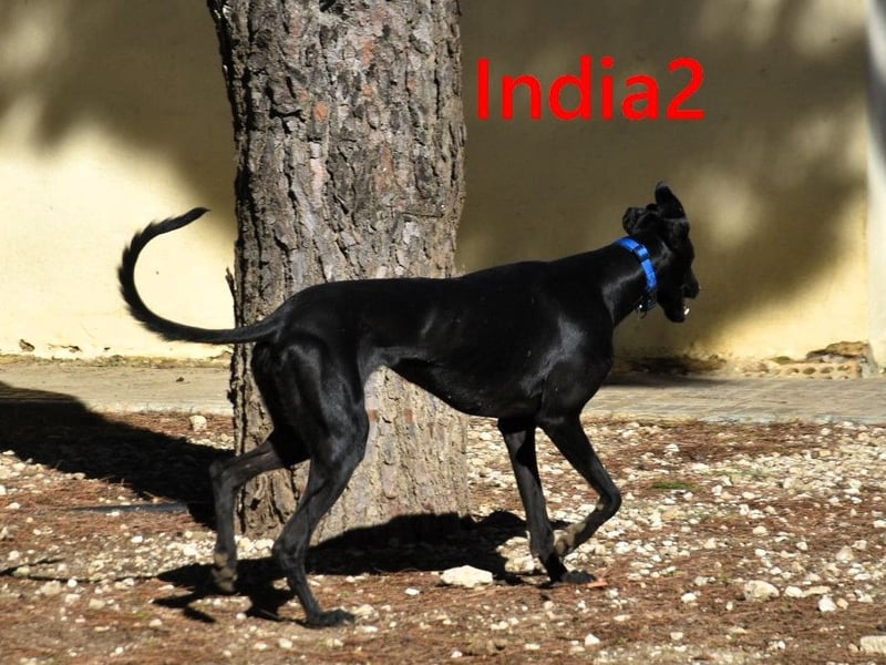 India2 geb. 07/2023 (ESP) - sehr freundliche und soziale, hübsche Galga!