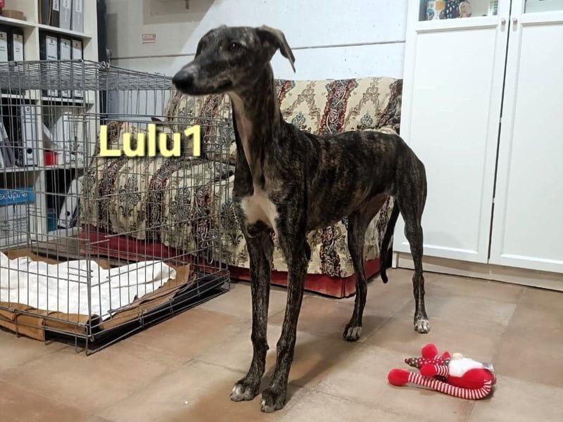 Lulu1 geb. 02/2025 (ESP) - sympathisches und fröhliches Galgo Mädchen!