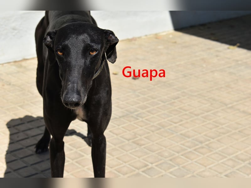 Guapa geb. 03/2024 (ESP) - soziale, wunderschöne Galga sucht Pflegestelle oder Zuhause!