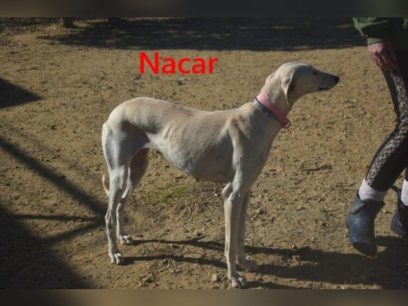 Nacar geb. 02/2021 (ESP) - ausgeglichene, wunderschöne Galga sucht ihre Menschen!