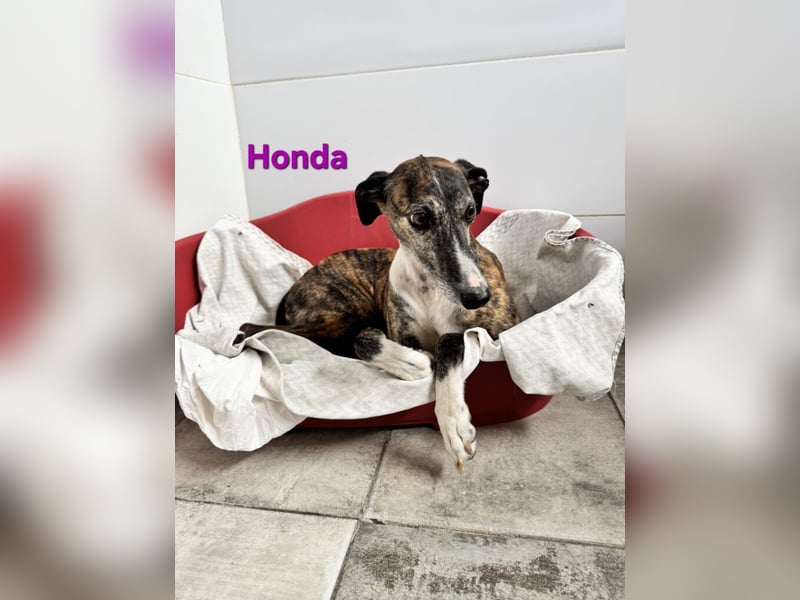 Honda geb. 12/2022 (ESP) - zierliche, liebevolle Galga die so viel mehr verdient hat!