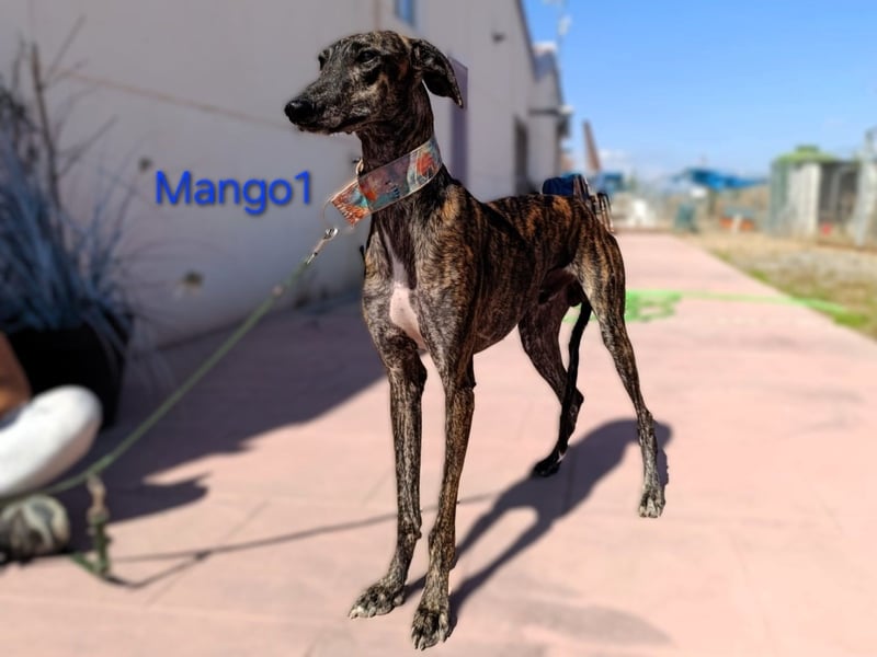 Mango1 geb. 09/2022 (ESP) - sanfter Galgo auf der Suche nach dem Glück!
