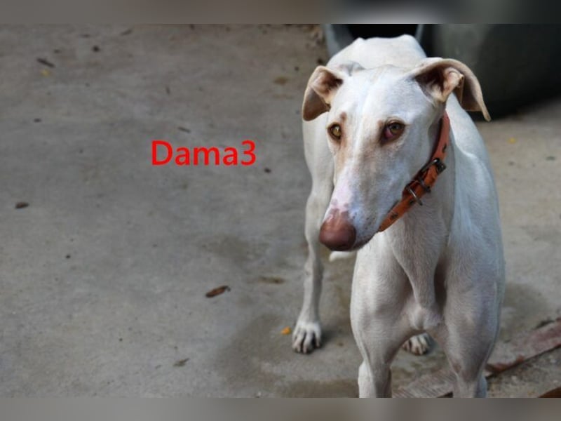 Dama3 geb. 11/2024 (ESP) - wunderschöne, unglaublich liebevolle Galga auf der Suche!