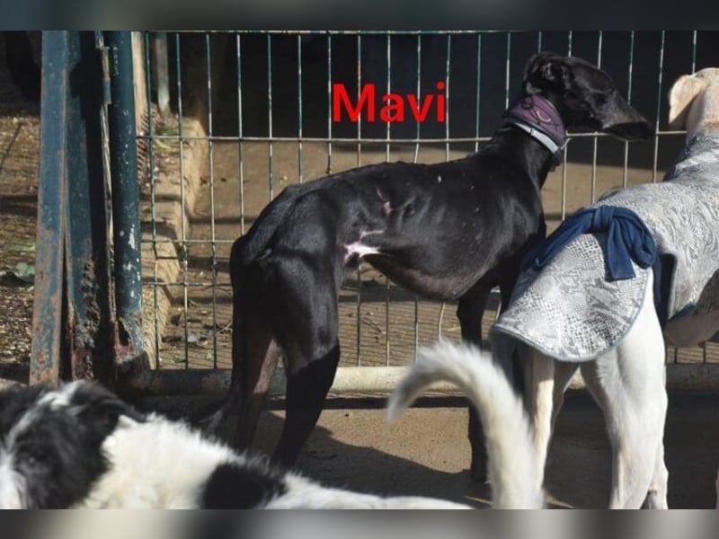 Mavi geb. 09/2023 (ESP) - zierliche Galga sucht Zuhause oder Pflegestelle!