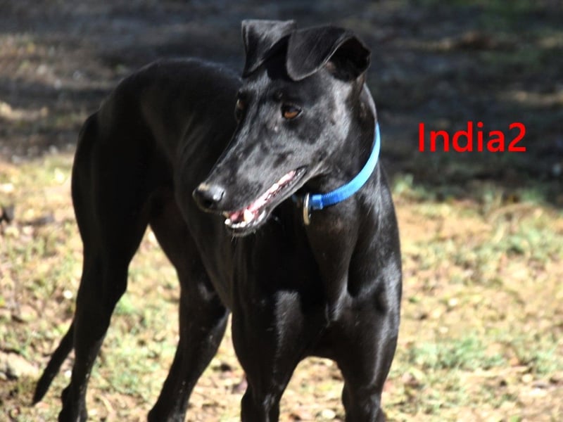 India2 geb. 07/2023 (ESP) - sehr freundliche und soziale, hübsche Galga!