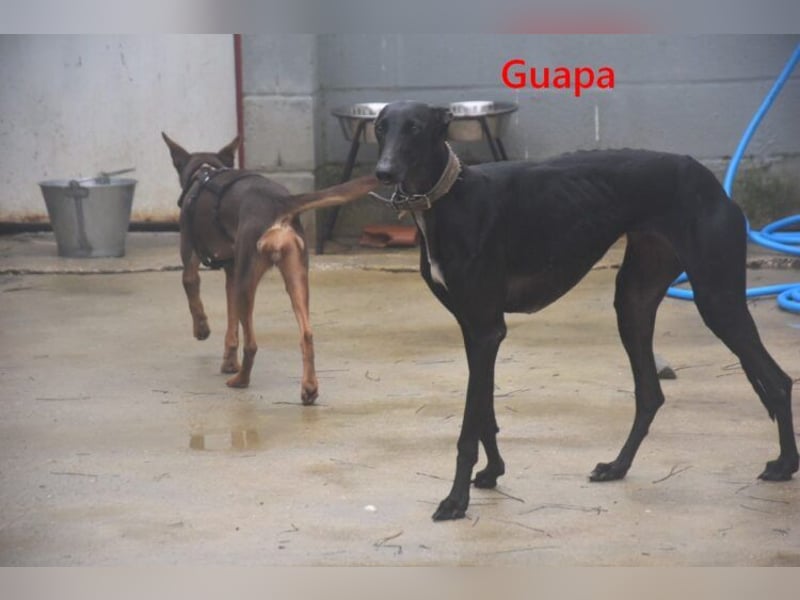 Guapa geb. 03/2024 (ESP) - soziale, wunderschöne Galga sucht Pflegestelle oder Zuhause!