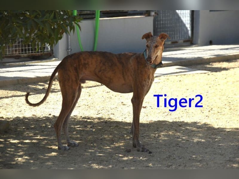 Tiger2 geb. 03/2023 (ESP) - wunderschöner Galgo sucht liebevolles Zuhause!