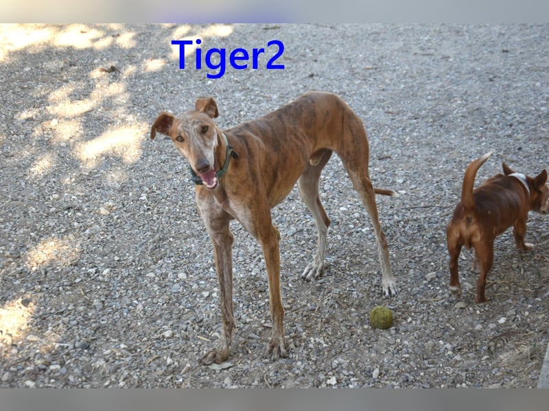 Tiger2 geb. 03/2023 (ESP) - wunderschöner Galgo sucht liebevolles Zuhause!