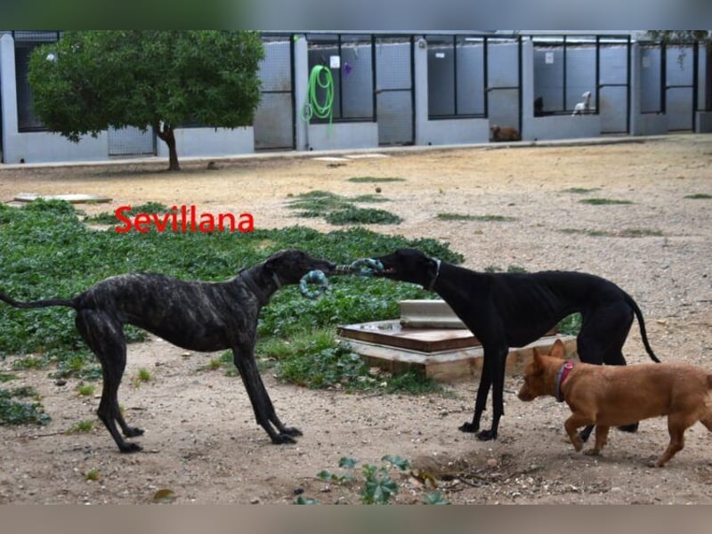 Sevillana geb. 05/2020 (ESP) - ruhige und soziale Galga sucht ihr langverdientes Glück!