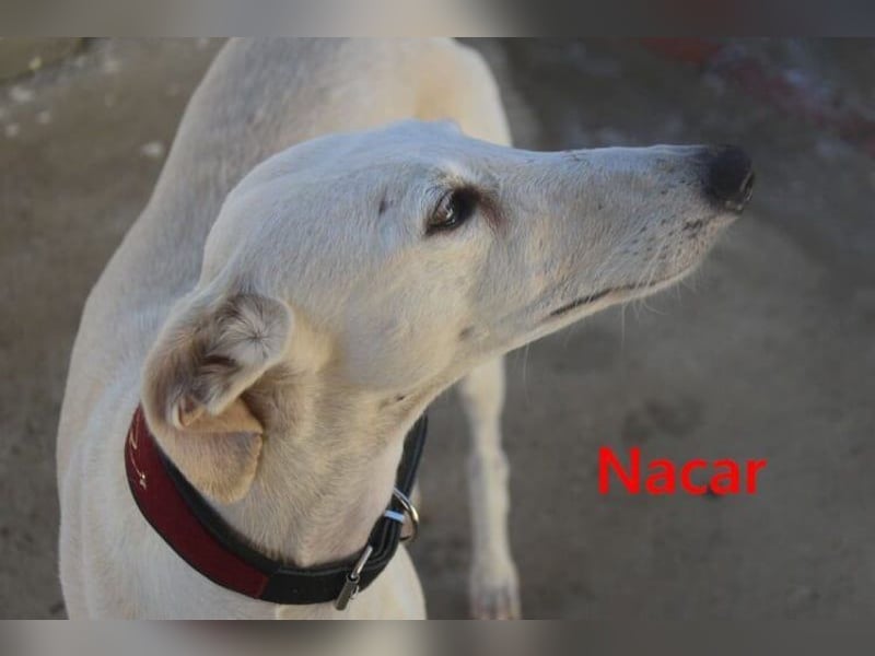 Nacar geb. 02/2021 (ESP) - ausgeglichene, wunderschöne Galga sucht ihre Menschen!