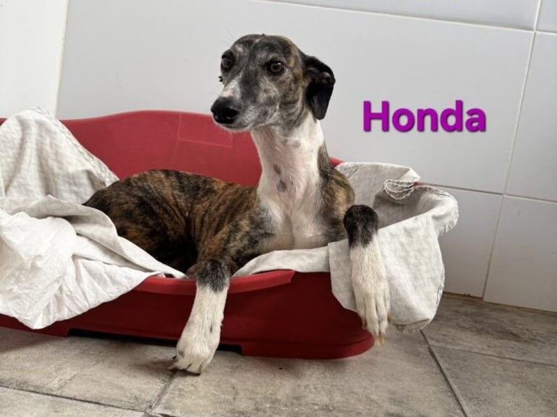 Honda geb. 12/2022 (ESP) - zierliche, liebevolle Galga die so viel mehr verdient hat!