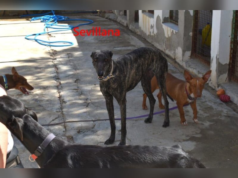 Sevillana geb. 05/2020 (ESP) - ruhige und soziale Galga sucht ihr langverdientes Glück!