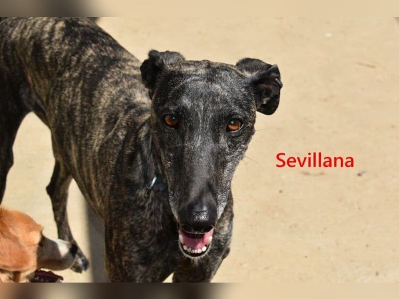 Sevillana geb. 05/2020 (ESP) - ruhige und soziale Galga sucht ihr langverdientes Glück!