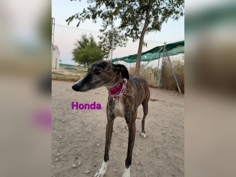 Honda geb. 12/2022 (ESP) - zierliche, liebevolle Galga die so viel mehr verdient hat!