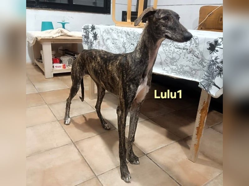 Lulu1 geb. 02/2025 (ESP) - sympathisches und fröhliches Galgo Mädchen!