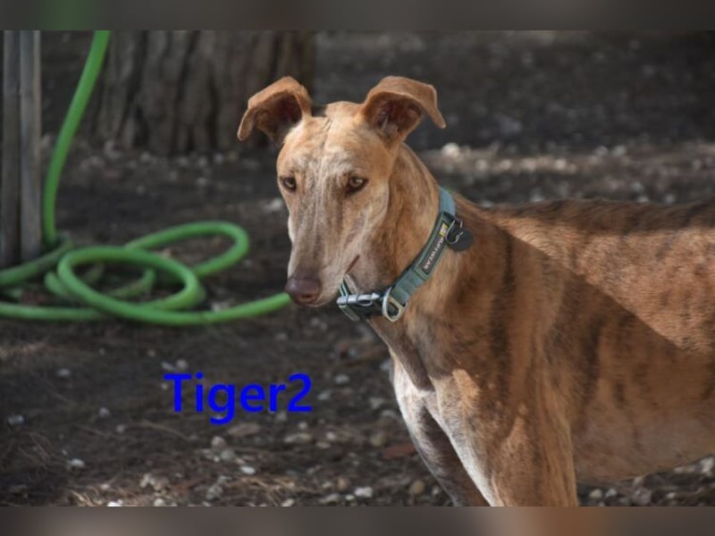 Tiger2 geb. 03/2023 (ESP) - wunderschöner Galgo sucht liebevolles Zuhause!