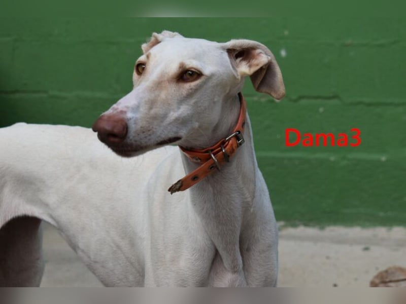 Dama3 geb. 11/2024 (ESP) - wunderschöne, unglaublich liebevolle Galga auf der Suche!