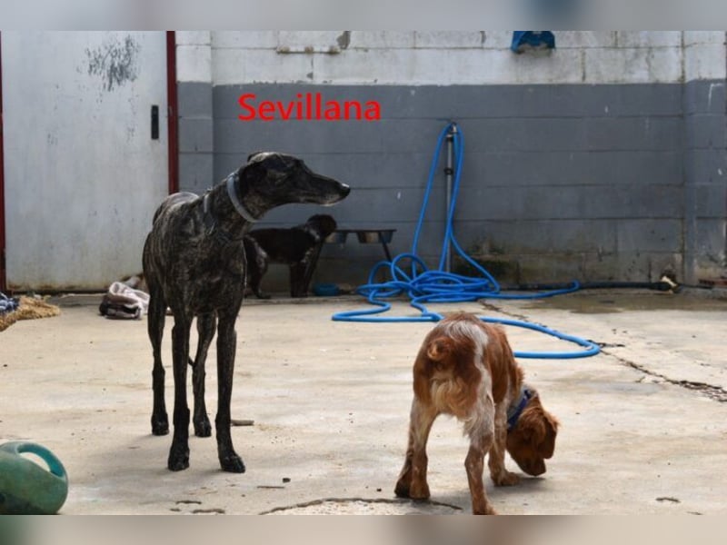 Sevillana geb. 05/2020 (ESP) - ruhige und soziale Galga sucht ihr langverdientes Glück!