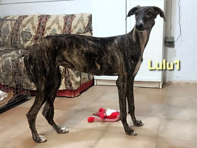 Lulu1 geb. 02/2025 (ESP) - sympathisches und fröhliches Galgo Mädchen!