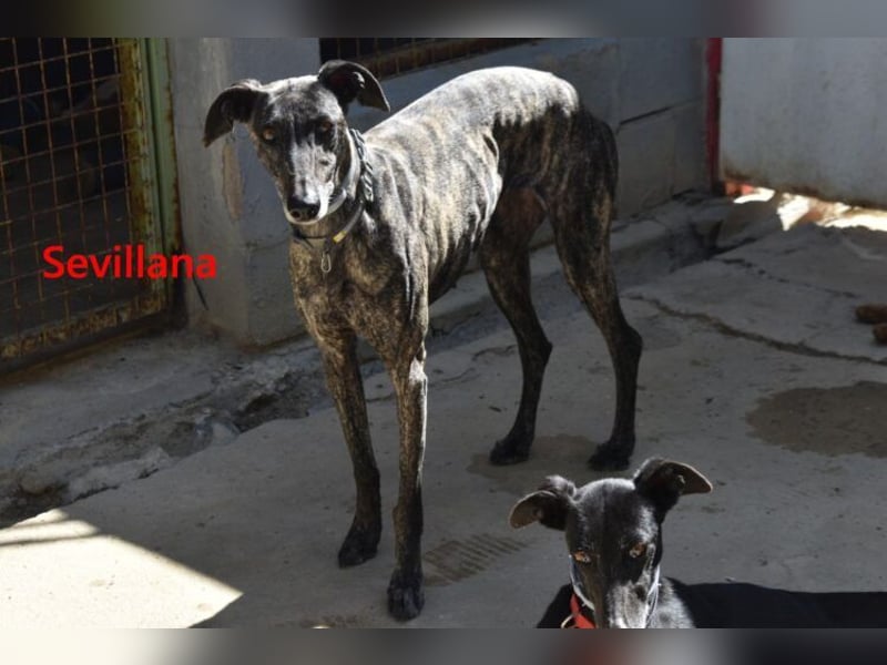 Sevillana geb. 05/2020 (ESP) - ruhige und soziale Galga sucht ihr langverdientes Glück!