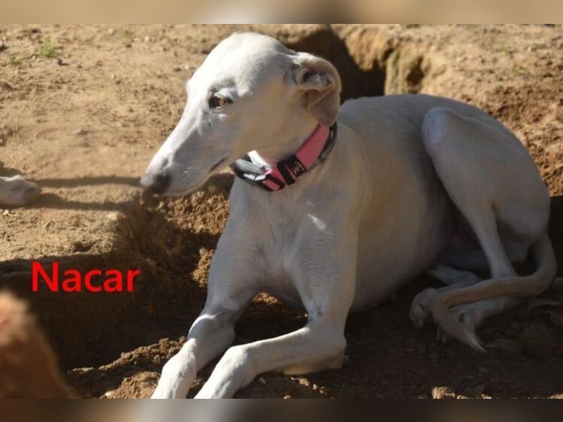 Nacar geb. 02/2021 (ESP) - ausgeglichene, wunderschöne Galga sucht ihre Menschen!