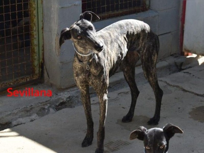 Sevillana geb. 05/2020 (ESP) - ruhige und soziale Galga sucht ihr langverdientes Glück!
