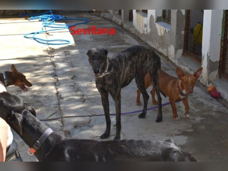 Sevillana geb. 05/2020 (ESP) - ruhige und soziale Galga sucht ihr langverdientes Glück!