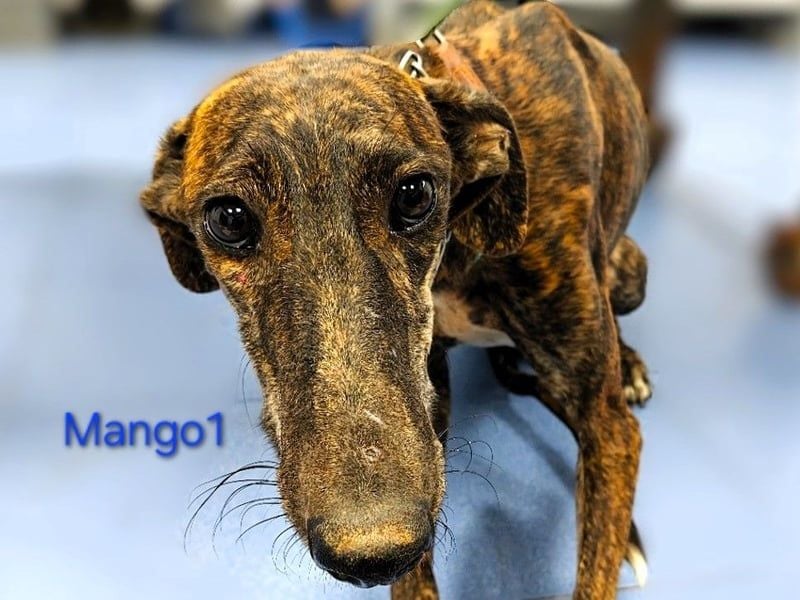 Mango1 geb. 09/2022 (ESP) - sanfter Galgo auf der Suche nach dem Glück!