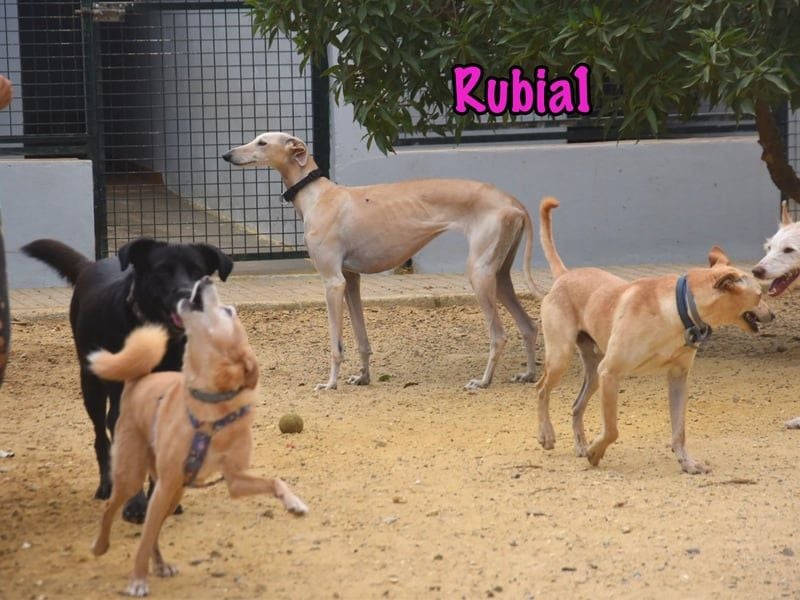 Rubia1 geb. 04/2024 (ESP) - soziale und süße, junge Galga sucht das Glück!