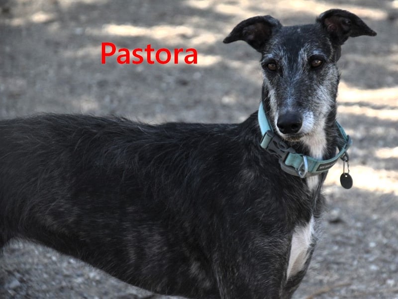 Pastora geb. 06/2021 (ESP) - liebevolle und verschmuste, rauhaarige Traum-Galga!