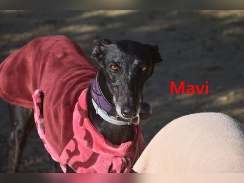 Mavi geb. 09/2023 (ESP) - zierliche Galga sucht Zuhause oder Pflegestelle!