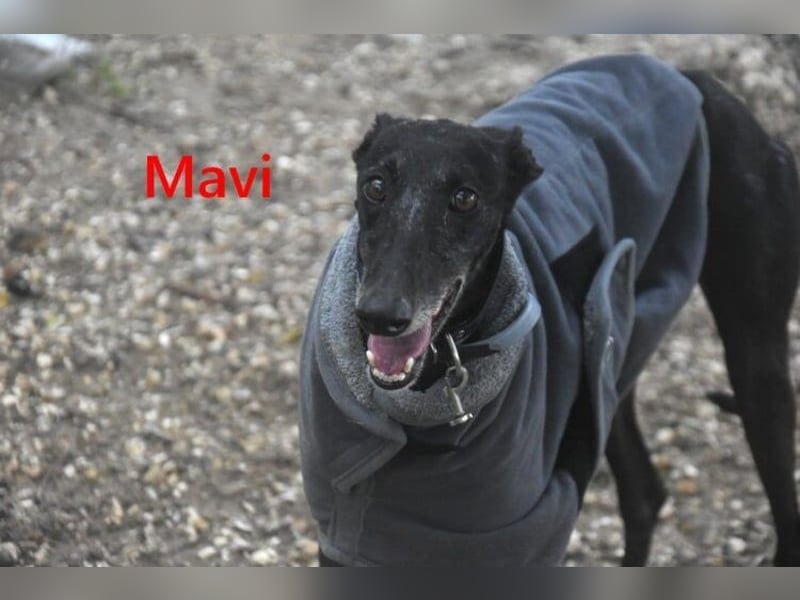 Mavi geb. 09/2023 (ESP) - zierliche Galga sucht Zuhause oder Pflegestelle!