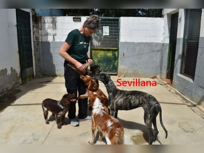 Sevillana geb. 05/2020 (ESP) - ruhige und soziale Galga sucht ihr langverdientes Glück!