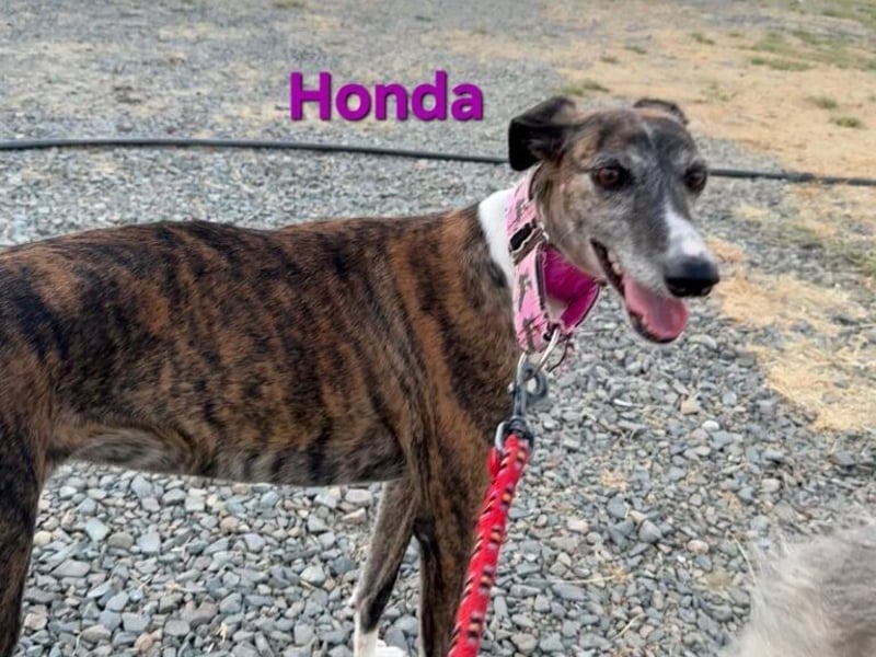 Honda geb. 12/2022 (ESP) - zierliche, liebevolle Galga die so viel mehr verdient hat!