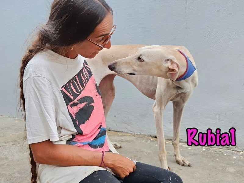 Rubia1 geb. 04/2024 (ESP) - soziale und süße, junge Galga sucht das Glück!