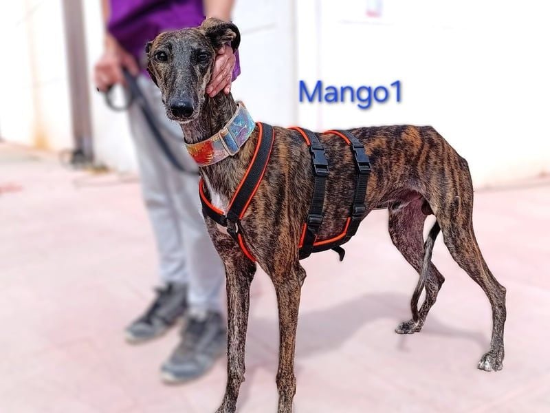 Mango1 geb. 09/2022 (ESP) - sanfter Galgo auf der Suche nach dem Glück!