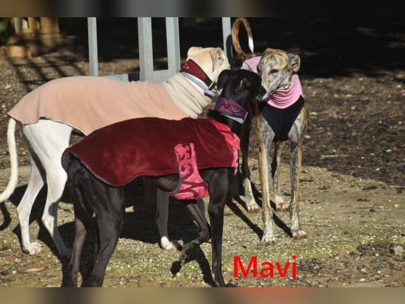 Mavi geb. 09/2023 (ESP) - zierliche Galga sucht Zuhause oder Pflegestelle!