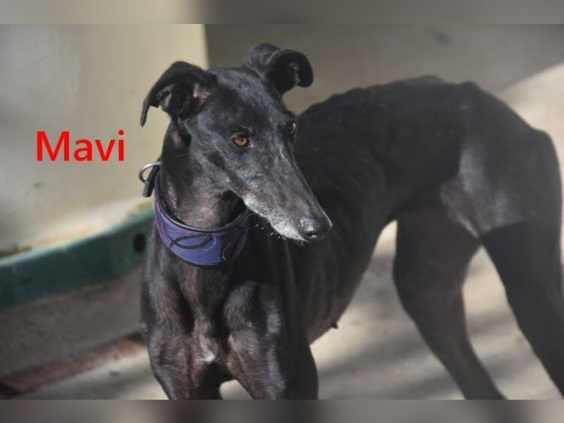 Mavi geb. 09/2023 (ESP) - zierliche Galga sucht Zuhause oder Pflegestelle!