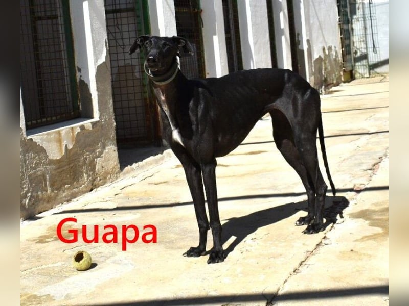 Guapa geb. 03/2024 (ESP) - soziale, wunderschöne Galga sucht Pflegestelle oder Zuhause!