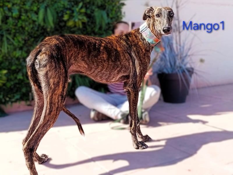 Mango1 geb. 09/2022 (ESP) - sanfter Galgo auf der Suche nach dem Glück!