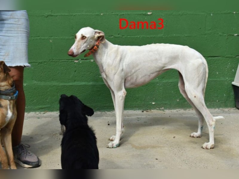 Dama3 geb. 11/2024 (ESP) - wunderschöne, unglaublich liebevolle Galga auf der Suche!