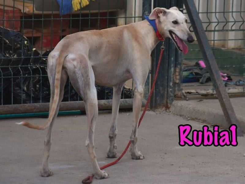 Rubia1 geb. 04/2024 (ESP) - soziale und süße, junge Galga sucht das Glück!