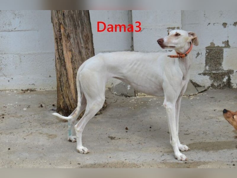 Dama3 geb. 11/2024 (ESP) - wunderschöne, unglaublich liebevolle Galga auf der Suche!