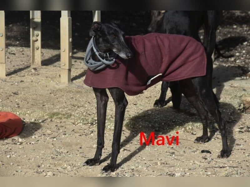 Mavi geb. 09/2023 (ESP) - zierliche Galga sucht Zuhause oder Pflegestelle!