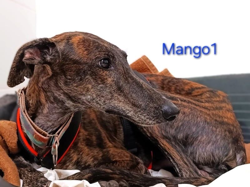 Mango1 geb. 09/2022 (ESP) - sanfter Galgo auf der Suche nach dem Glück!