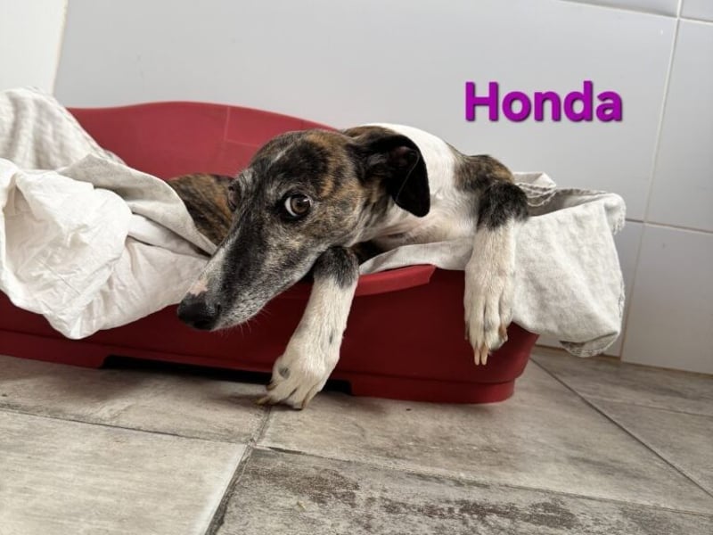 Honda geb. 12/2022 (ESP) - zierliche, liebevolle Galga die so viel mehr verdient hat!