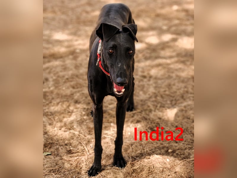 India2 geb. 07/2023 (ESP) - sehr freundliche und soziale, hübsche Galga!
