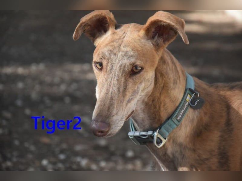 Tiger2 geb. 03/2023 (ESP) - wunderschöner Galgo sucht liebevolles Zuhause!
